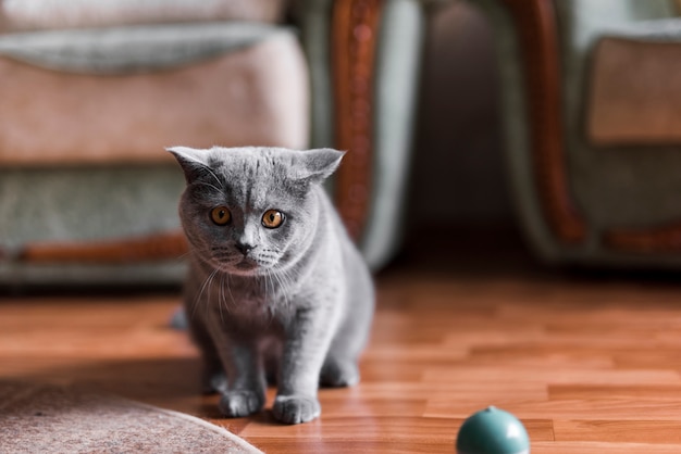 Premium Foto Portrat Einer Grauen Britisch Kurzhaar Katze Auf Fussboden