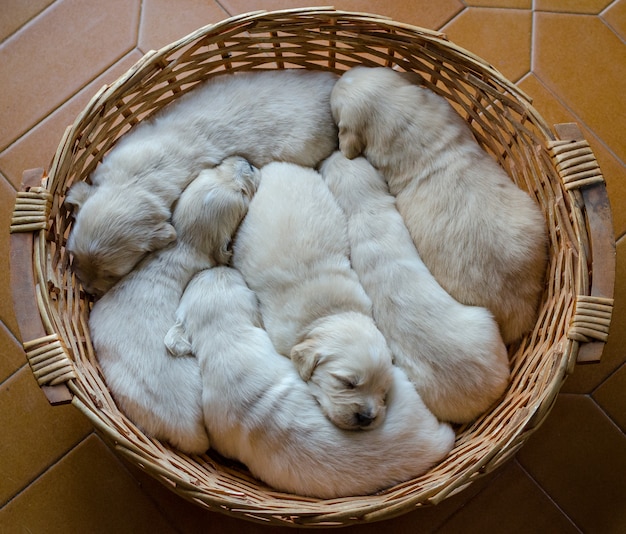 Portrat Einer Sanfte Welpen Oder Babys Eines Entzuckenden Golden Retriever Die In Einem Weidenkorb Schlafen Premium Foto