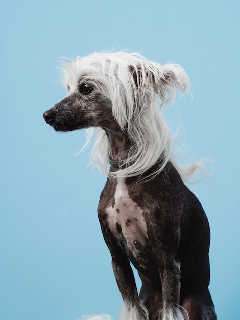 Portrat Eines Chinesischen Hundes Mit Haube Mit Dem Weissen Haar Kostenlose Foto