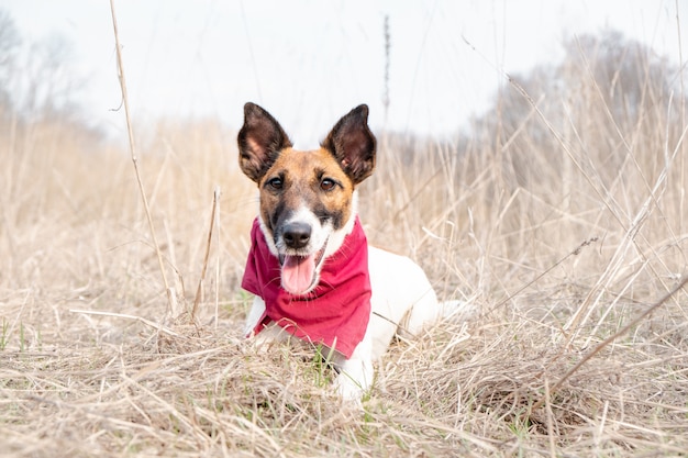 Porträt eines netten glatten foxterriers. glücklicher lächelnder welpe im bandana genießt die zeit, die auf das gras an einem schönen frühlingstag legt Premium Fotos