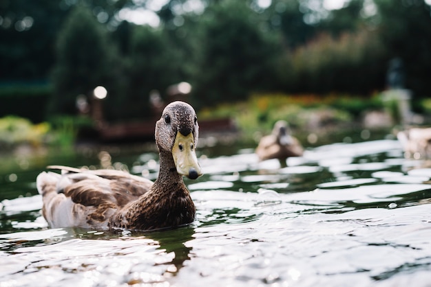 Portrait einer entenschwimmens im teich Kostenlose Foto