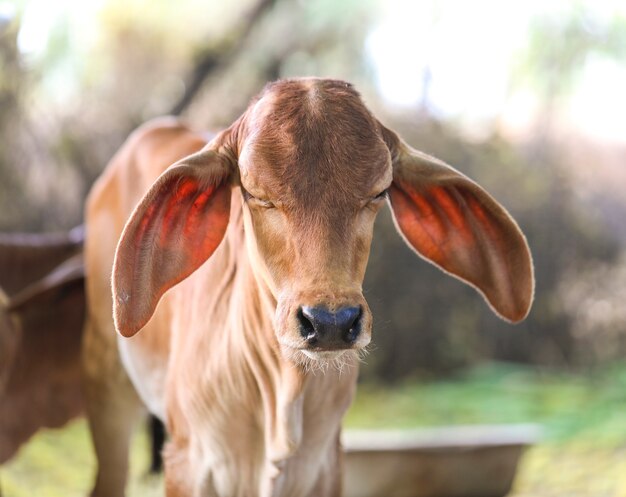 Pretty Little Baby Kuh Oder Kalb Auf Ackerland Premium Foto