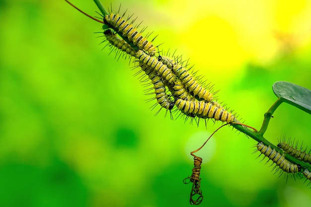 Puppeleopard lacewingss auf dem grünen blatt Premium Fotos