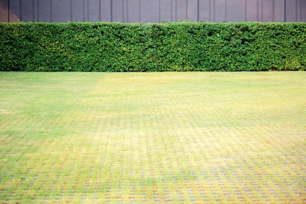 Rasen im garten mit hintergrund. Premium Fotos