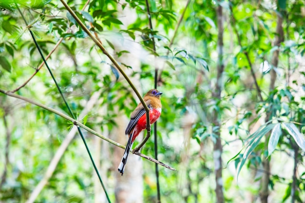 Red-headed trogon (weiblich) bunter vogel im tropischen wald von thailand. Premium Fotos