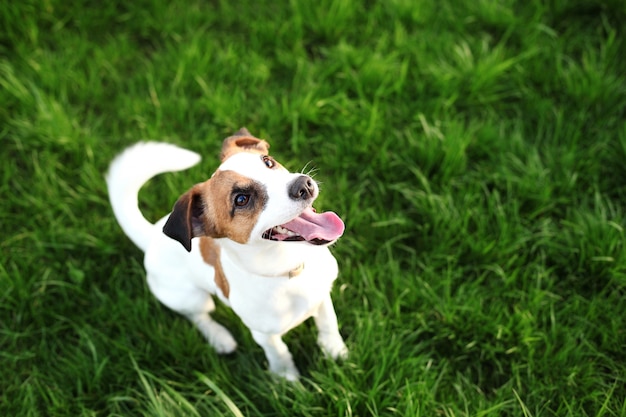 Reinrassiger jack russell terrierhund draußen auf natur im gras an