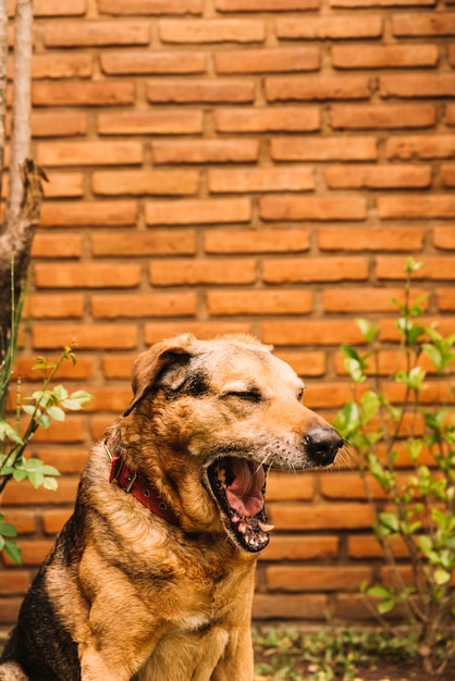 Reizender hund, der im garten aufwirft | Kostenlose Foto