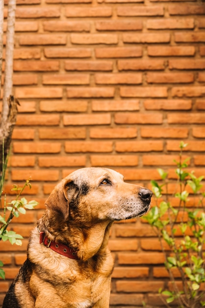 Reizender hund, der im garten aufwirft Kostenlose Foto