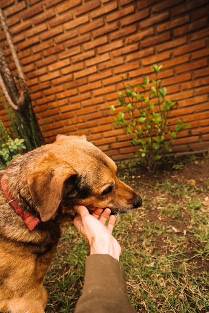 Reizender hund, der im garten aufwirft Kostenlose Foto