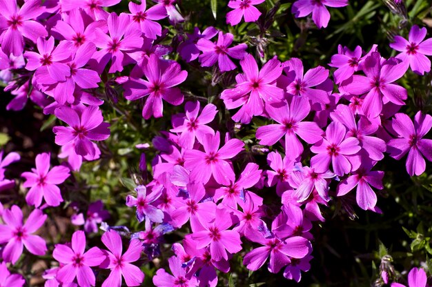 Rosa frühlingsblumen Kostenlose Fotos