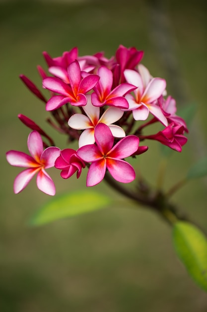 Rosa Plumeria Auf Dem Plumeria Baum Tropische Frangipani Blumen Premium Foto