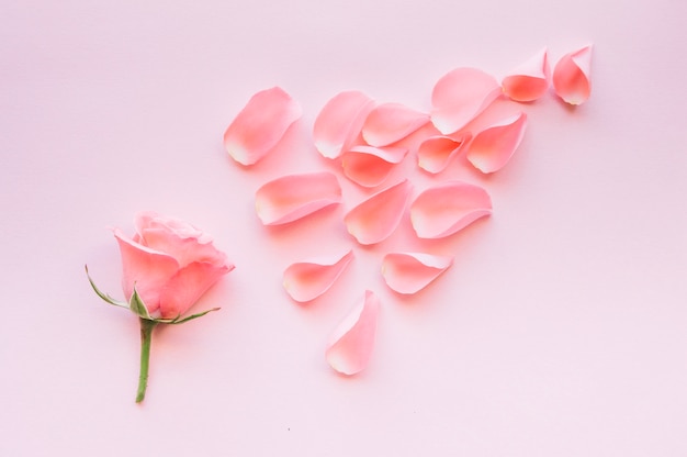 Rosa Rosenblatter In Anordnung Kostenlose Foto