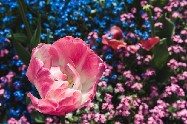 Rosa tulpe der vollen blüte auf vergissmeinnichten Premium Fotos