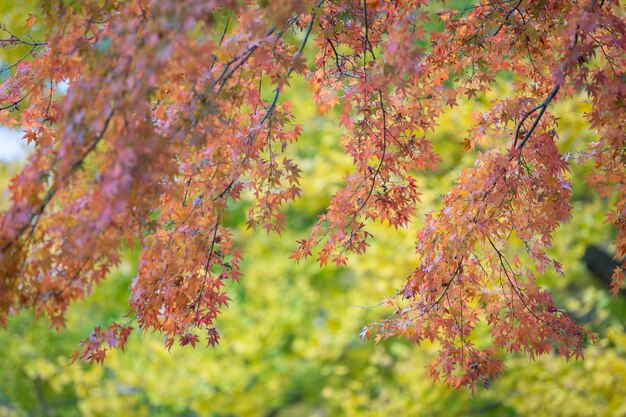 Rote ahornblätter mit unscharfem hintergrund. japan herbstsaison Premium Fotos