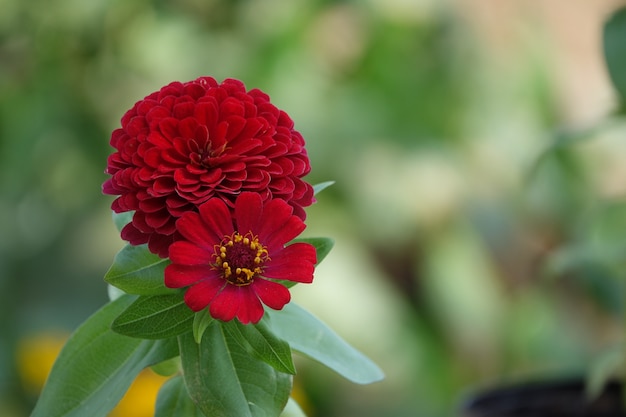 Rote Blume Mit Hintergrund Unscharf Kostenlose Foto