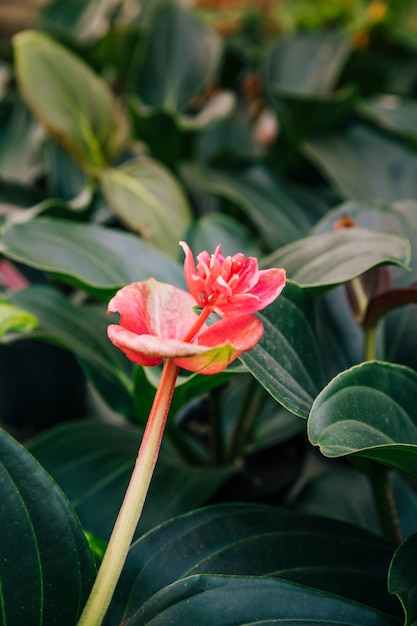 Rote Exotische Blume Mit Grunen Blattern Kostenlose Foto