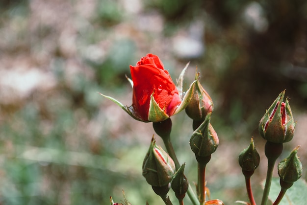 Rote Rosen Knospe Mit Regentropfen Foto Einer Einzelnen Roten Rosenknospe Premium Foto