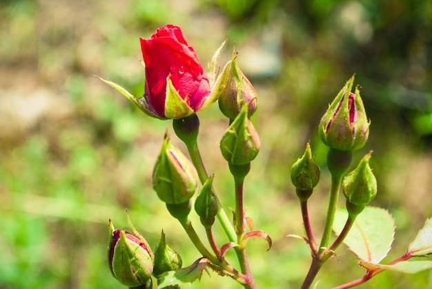 Rote Rosen Knospe Mit Regentropfen Foto Einer Einzelnen Roten Rosenknospe Premium Foto