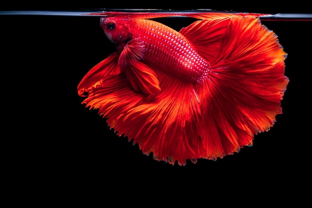 Roter Siamesischer Kampffisch Betta Splendens Auf Schwarzem Isoliertem Betta Fancy Koi Halfmoon Plakat Premium Foto