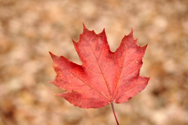 Rotes Herbstblatt Auf Gelbem Laubhintergrund Buntes Gefallenes Laub Jahreszeitwechselsymbol Entwerfen Sie Hintergrundmuster Fur Den Saisonalen Gebrauch Premium Foto