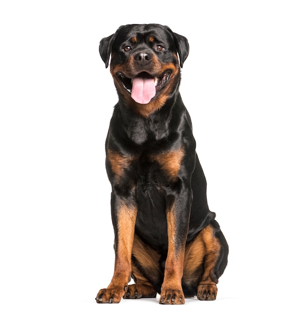 Rottweiler hund sitzt und keucht, ausgeschnitten PremiumFoto