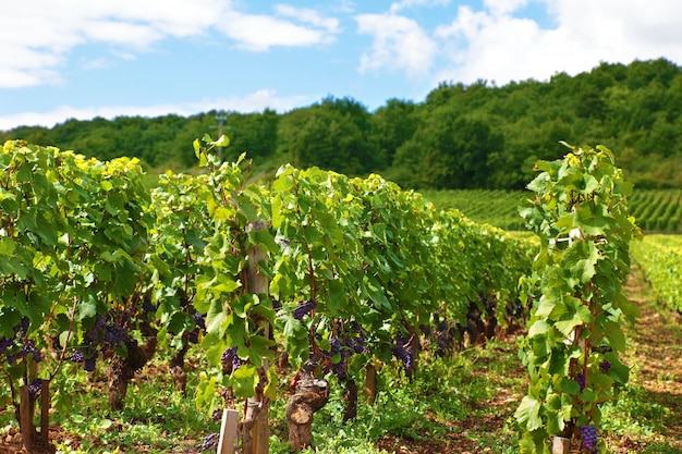 Rotwein weinberg in frankreich | Kostenlose Foto