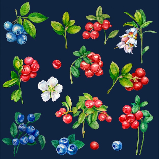 Sammlung wilde beeren auf einem dunklen hintergrund Premium Fotos