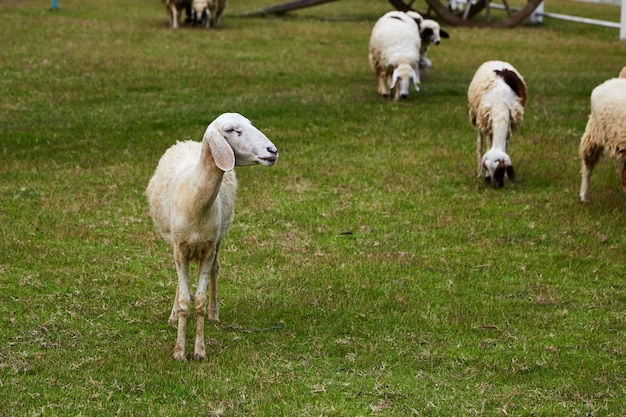 Schafe in einer wiese auf grünem gras Premium Fotos