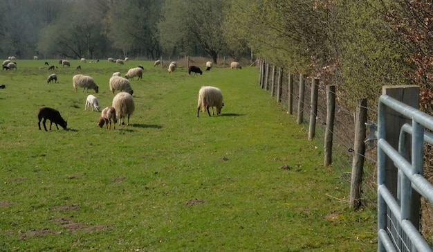 Schafherde, die auf einer wiese in der flachen niederländischen landschaft mit bäumen auf dem horizont in speing weiden lässt Premium Fotos