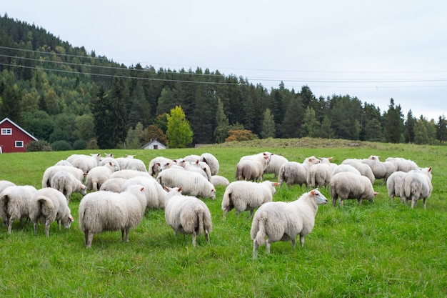 Kostenlose Foto Schafherde Die suber Auf Der Weide Weidet