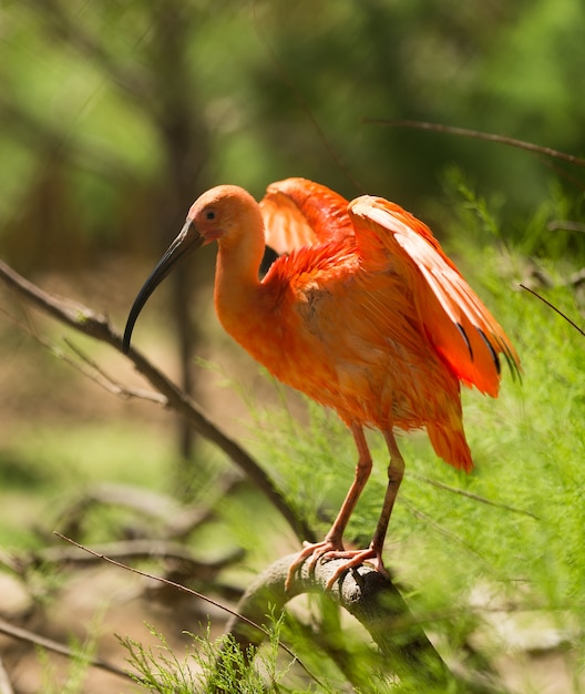 Scharlachroter ibis Kostenlose Fotos