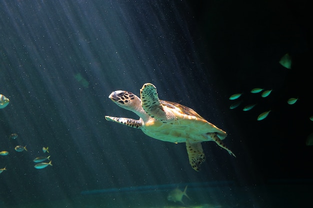 Schildkröte im aquarium | Premium-Foto