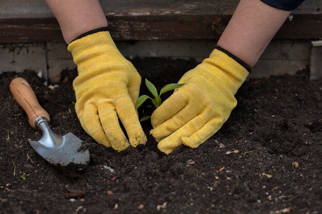 Schliessen Sie Herauf Ansicht Der Behandschuhten Gartnerhande Die Junge Kleine Pflanze Im Garten Pflanzen Premium Foto