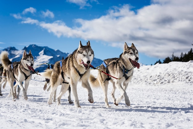 Schlittenhunde im speed racing Premium Fotos
