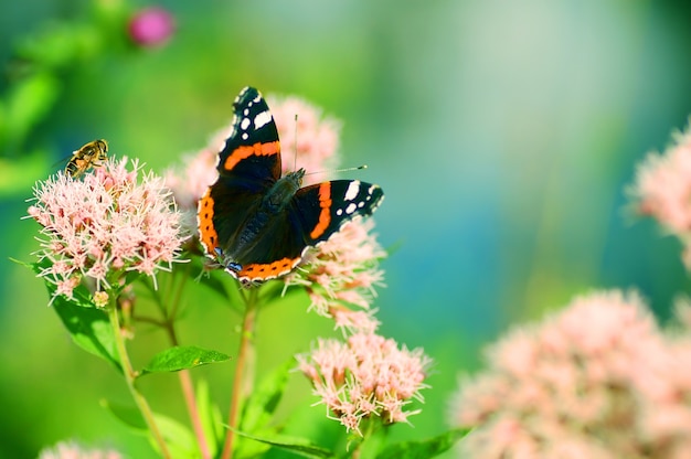 Schmetterling auf einer blume | Kostenlose Foto