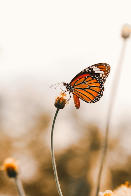 Schmetterling fliegt, um gelbe blumen zu finden, um nahrung zu finden