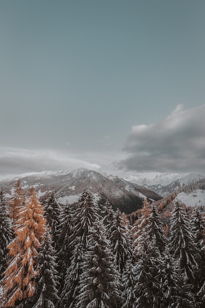 schneebedeckte bäume  kostenlose foto