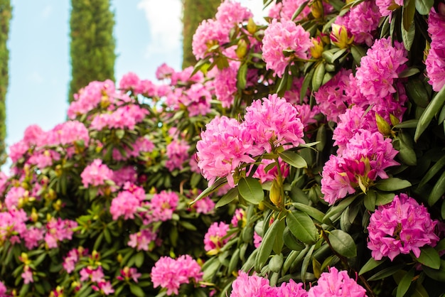 Schon Bluhende Rosa Azalee Bluhende Straucher Der Gattung Rhododendron Rosa Sommerblumenhintergrund Gartenarbeit Premium Foto