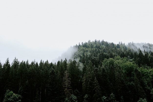 Kostenlos Foto Schone Aussicht Auf Die Baume In Einem Regenwald Im Nebligen Wetter Gefangen