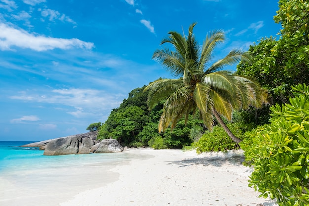 Schöne aussicht mit blauem himmel und wolken, blauem meer und weißem sandstrand mit kokosnussbaum auf similan Premium Fotos