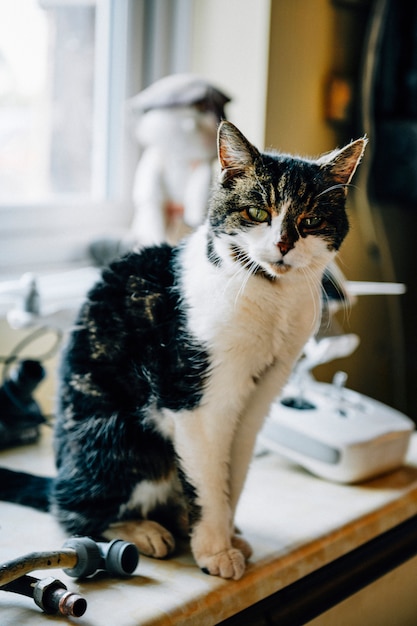 Schone Beschmutzte Katze Zu Hause Kostenlose Foto