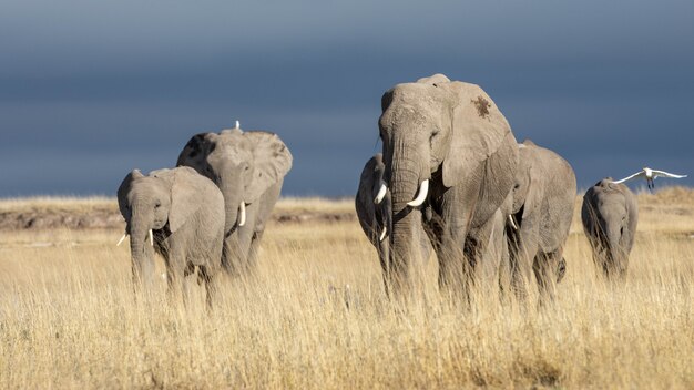 Schone Bilder Von Afrikanischen Elefanten In Afrika Premium Foto