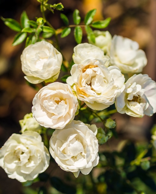 Schone Bluhende Weisse Rosen Im Garten Kostenlose Foto