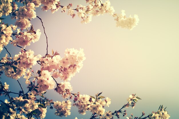 Schöne bunte blume hintergrund unschärfe. horizontal. frühlingskonzept