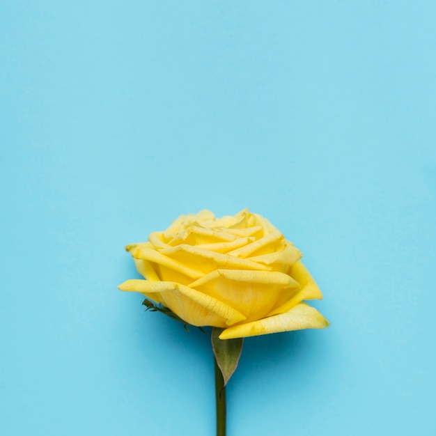 Schone Gelbe Rose Auf Blauem Hintergrund Kostenlose Foto