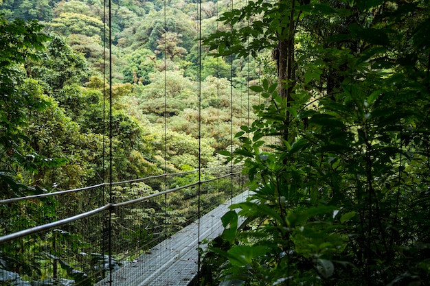 Schone Hangebrucke Im Regenwald Bei Costa Rica Kostenlose Foto