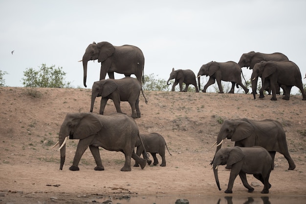 Schone Herde Afrikanischer Elefanten Kostenlose Foto