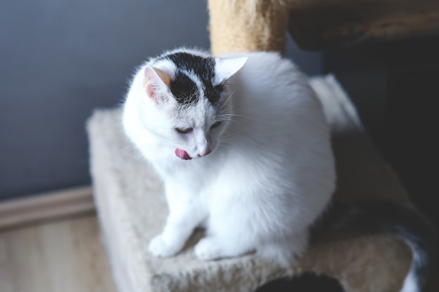 Schone Katze Mit Der Zunge Heraus Kostenlose Foto