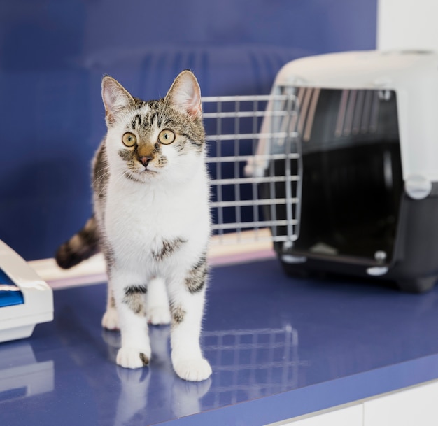 Kostenlos Foto Schone Katze Mit Kafig An Der Tierklinik