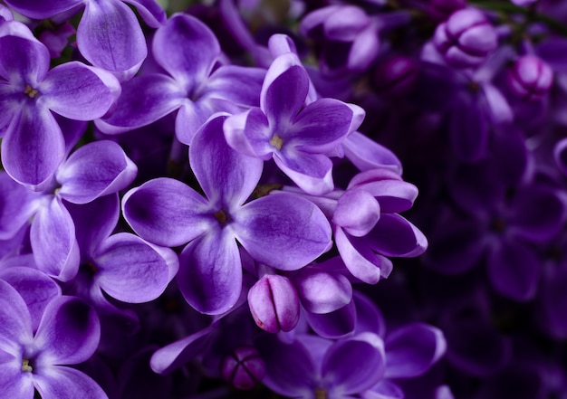 Schöne lila lila blumen. PremiumFoto